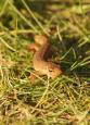 Watersalamander