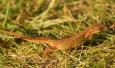 Watersalamander 2