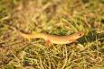 Watersalamander 4